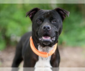 American Staffordshire Terrier-Unknown Mix Dogs for adoption in Tavares, FL, USA