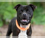 Small American Staffordshire Terrier Mix