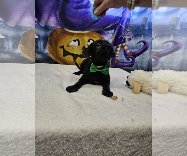 Medium Photo #2 Jack Russell Terrier-Unknown Mix Puppy For Sale in Metairie, LA, USA