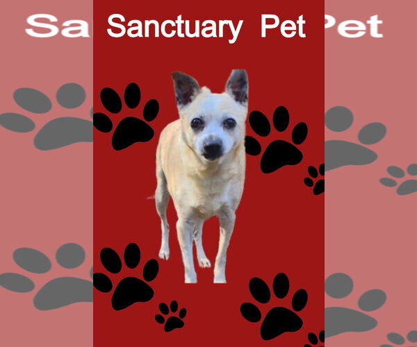 Medium Photo #1 Jack Russell Terrier-Unknown Mix Puppy For Sale in Cuba, NY, USA