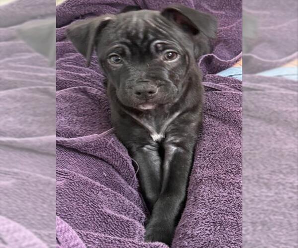 Medium Photo #2 Rottweiler-Unknown Mix Puppy For Sale in San Antonio, TX, USA