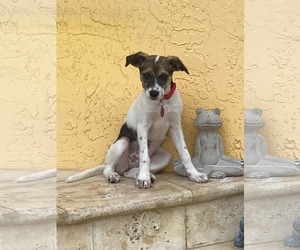 Labrador Retriever-Whippet Mix Dogs for adoption in Royal Palm Beach, FL, USA