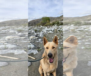 Big Boy - Male Mutt Dog for Adoption - Photo #5