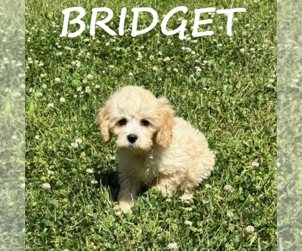 Medium Photo #3 Cockapoo (Miniature) Puppy For Sale in HARTLAND, MN, USA