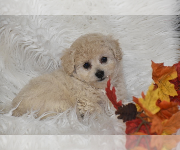 Medium Photo #5 Poochon Puppy For Sale in ELDORADO, OH, USA