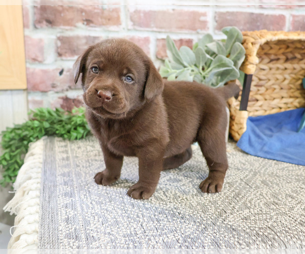 Medium Photo #2 Labrador Retriever Puppy For Sale in SYRACUSE, IN, USA