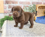 Small #1 Labrador Retriever