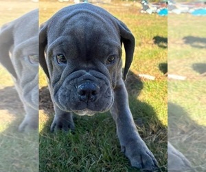English Bulldogge Puppy for sale in CENTER BARNSTEAD, NH, USA