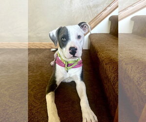 Bulldog Dogs for adoption in Tarrytown, GA, USA