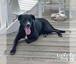 Small #2 Labrador Retriever Mix