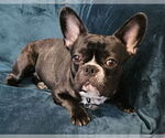 Small #1 French Bulldog Mix