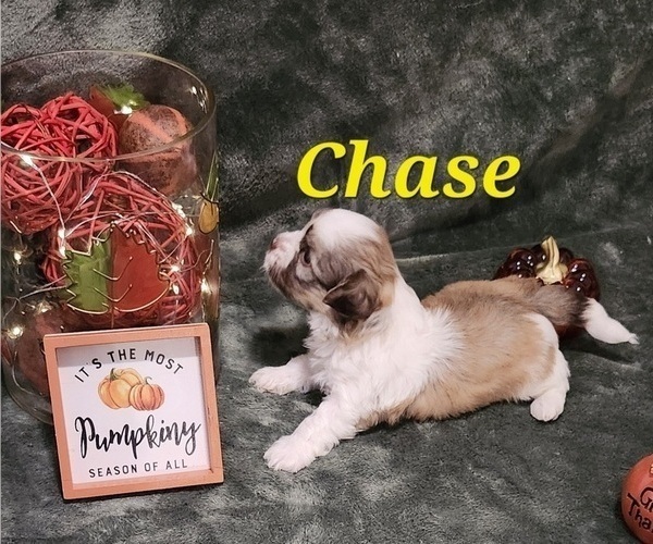Medium Photo #1 Havanese Puppy For Sale in ALBION, PA, USA