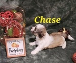Puppy Chase Havanese