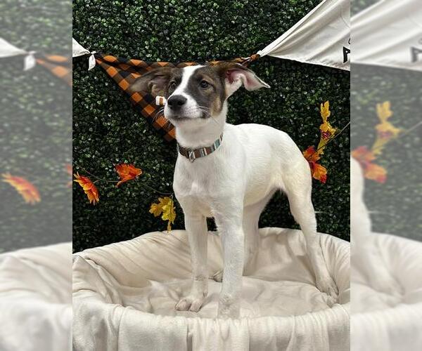 Medium Photo #1  Puppy For Sale in , 