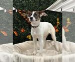 Small Photo #1  Puppy For Sale in , 