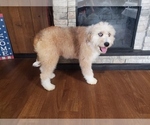 Small Photo #9 Bernedoodle-Poodle (Toy) Mix Puppy For Sale in BLACK FOREST, CO, USA