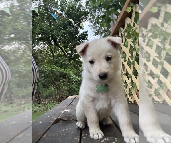 Medium Photo #4 German Shepherd Dog Puppy For Sale in SPRINGFIELD, MO, USA