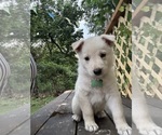 Small #3 German Shepherd Dog