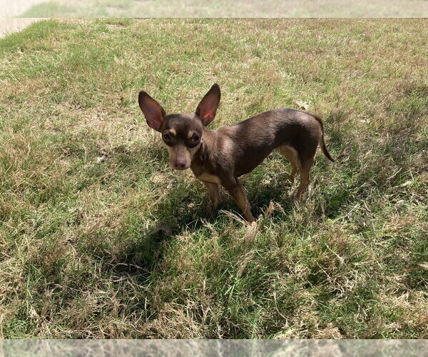 Medium Photo #3 Chihuahua Puppy For Sale in FRAMINGHAM, MA, USA