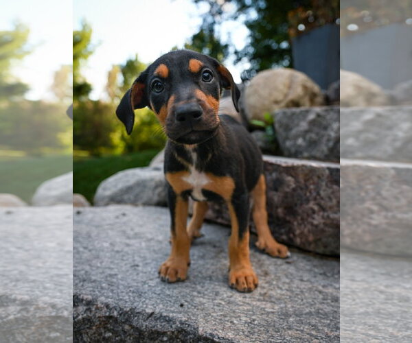 Medium Photo #1 Doberman Pinscher-Unknown Mix Puppy For Sale in Minneaoplis, MN, USA