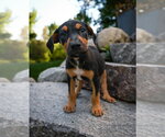 Small Doberman Pinscher Mix