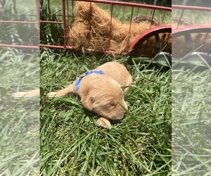 Golden Retriever Puppy for sale in NEOLA, WV, USA