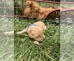Image preview for Ad Listing. Nickname: AKC Golden Retr