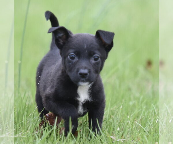 Medium Photo #2 Chihuahua-Unknown Mix Puppy For Sale in Mechanicsburg, PA, USA