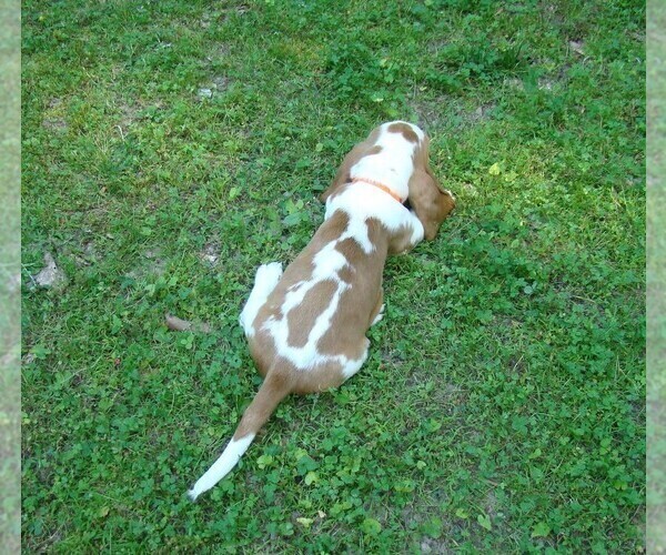 Medium Photo #5 Basset Hound Puppy For Sale in LANEXA, VA, USA