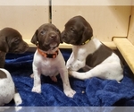 Small Photo #10 German Shorthaired Pointer Puppy For Sale in BLUE SPRINGS, MS, USA
