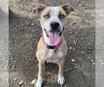 Small #1 American Staffordshire Terrier Mix