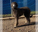 Small #1 Poodle (Standard)