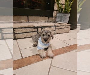 Schnauzer (Standard) Puppy for sale in KANSAS CITY, KS, USA