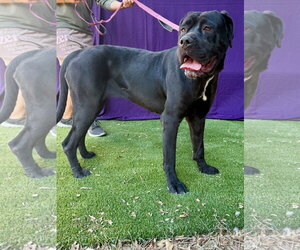 Mutt Dogs for adoption in Goodyear, AZ, USA