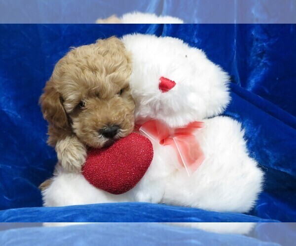 Medium Photo #3 Poodle (Miniature) Puppy For Sale in NORWOOD, MO, USA