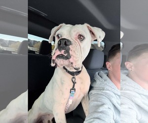 Boxer Dogs for adoption in Dumont, NJ, USA