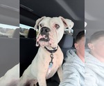 Freddie - Male Boxer Dog for Adoption - Small photo