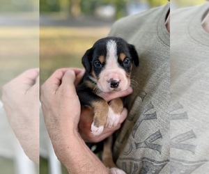 Greater Swiss Mountain Dog Puppy for sale in ARNOLD, MO, USA