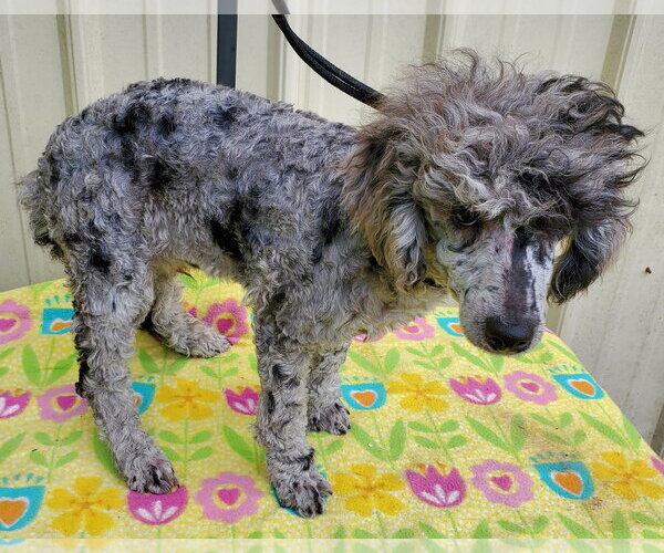 Medium Photo #2 Poodle (Miniature) Puppy For Sale in Mountain View, MO, USA