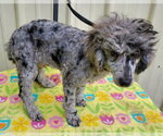 Small #1 Poodle (Miniature)