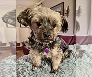 Mutt Dogs for adoption in Mount Laurel, NJ, USA