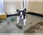 Small French Bulldog