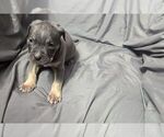 Small #10 American Bully