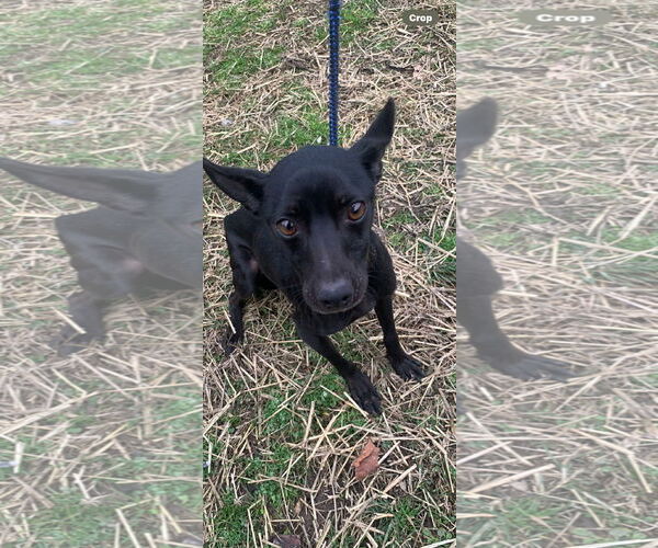 Medium Photo #4 Miniature Pinscher-Unknown Mix Puppy For Sale in Mount Laurel, NJ, USA