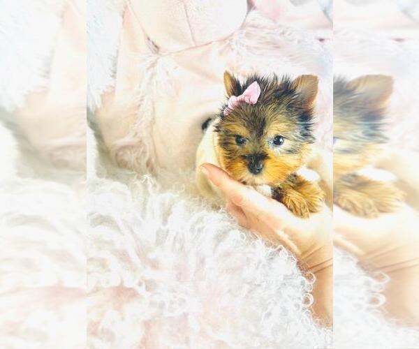 Medium Photo #14 Biewer Terrier Puppy For Sale in PEMBROKE PINES, FL, USA