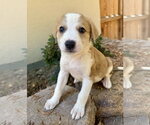 Small #1 Labrador Retriever Mix