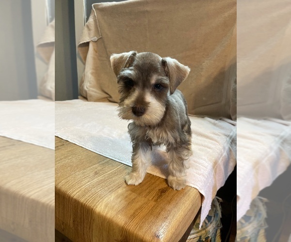 Medium Photo #3 Schnauzer (Miniature) Puppy For Sale in BAY MINETTE, AL, USA