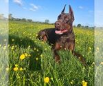 Small #14 Doberman Pinscher