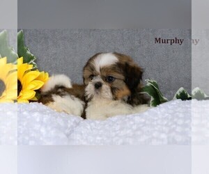 Shih Tzu Puppy for sale in CLARE, MI, USA
