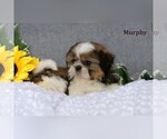 Image preview for Ad Listing. Nickname: Litter of 4